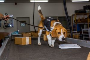 biosecurity sniffer dog