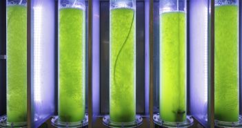 Could biofuels lead New Zealand to a green transport future?