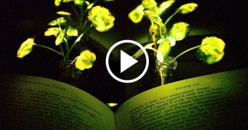 Could plants replace street lights?