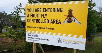 How a fruit fly outbreak could devastate New Zealand’s horticulture industry