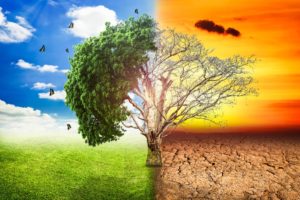 Optimized-global-warming-climate-change-tree_1big_stock2