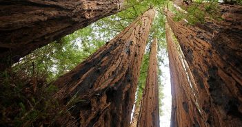 Redwoods could outperform pine as carbon forests